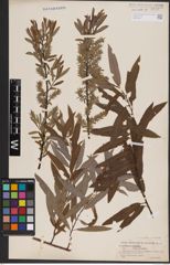 Foto von Salix candida Flüggé ex Willd. x Salix sericea Marshall